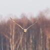 Purva pūce (Asio flammeus) Nīcas lauki, Nīcas n, 09-Mar-2015. © Kārlis Millers