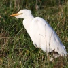 Lopu gārnis (Bubulcus ibis) Dižilmājas apkārtne, Durbes n., 11-Nov-2015. © Kārlis Millers