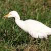 Lopu gārnis (Bubulcus ibis) Dižilmājas apkārtne, Durbes n., 11-Nov-2015. © Kārlis Millers
