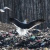 Tundras reņģu kaija (Larus fuscus heuglini) Getliņu izgāztuve, Stopiņu n. 21-Apr-2012. © Kārlis Millers