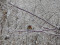 Erithacus rubecula