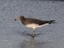 Larus hemperichii