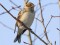 Lapland Bunting (Calcarius laponicus) L.B.T. grain terminl area, Liepaja. 30.01.2011. © S. Berzina Calcarius laponicus