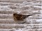 Twite (Carduelis flavirostris) Pulvera str., Liepaja. 15.01.2012. © J. Jansons Carduelis flavirostris