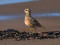 Charadrius morinelli