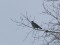 Wood Pigeon (Columba palumbus) L.B.T. grain terminal, Liepaja. 02.01.2011. © A. Klepers Columba palumbus