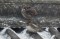 Lapland Bunting (Calcarius lapponicus) Kalnaju farm, Tukuma d. 16.01.2011. © S.Rabkevics (Lapland Bunting is the bird lower) Calcarius lapponicus