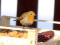 Erithacus rubecula