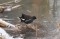Moorhen (Gallinula chloropus) Sarkandaugava, Riga. 14.01.2011. © I.Denisovs Gallinula chloropus