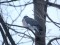 Wood Pigeon (Columba palumbus) Ganibu str., Liepaja. 22.01.2011. © K. Millers Columba palumbus