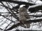 Ural Owl (Strix uralensis) LU Botanical garden, Riga. 24.01.2011. © Karlis Millers Strix uralensis
