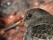 Calidris maritima
