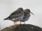 Calidris maritima