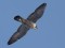 Falco peregrinus