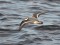 Phalaropus fulicarius