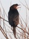 Phalacrocorax pygmeus