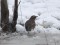 Turdus iliacus