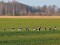 Barnacle Goose (Branta leucopsis) Adazi fields, Adazi county, 25-Dec-2013. © Igors Denisovs Branta leucopsis