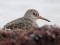 Calidris maritima