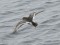 Purple Sandpiper (Calidris maritima) Mangalsala pier, Riga, 30-Dec-2013. © Igors Denisovs Calidris maritima