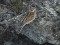 Emberiza schoeniclus