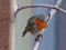 Erithacus rubecula
