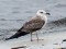 Larus fuscus