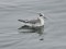 Phalaropus fulicarius