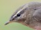 Phylloscopus fuscatus