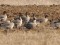 Anser brachyrhynchus