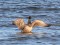 Branta bernicla