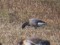 Branta bernicla
