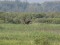 Branta canadensis