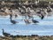 Branta canadensis