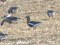 Branta ruficollis