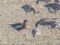 Branta ruficollis