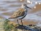 Calidris alpina