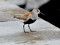 Calidris alpina