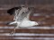 Larus cachinnans