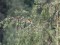 Merops apiaster