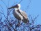 Pelecanus onocrotalus