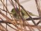 Phylloscopus collybita