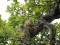 Picus viridis