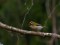 Regulus ignicapilla