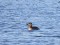 Podiceps grisegena