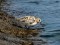 Sanderling (Calidris alba) Mangalsala pier, Riga, 14-Jul-2015. © Igors Denisovs Calidris alba