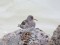 Jūras šņibītis (Calidris maritima) Liepājas ostas N mols, Liepāja, 17-Jan-2015. © Kārlis Millers Calidris maritima