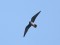 Falco vespertinus
