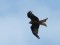 Red Kite (Milvus milvus) Udrande surroundings, Ventspils county, 26-Jul-2015. © Normunds Zeidaks Milvus milvus