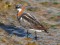 Red-necked Phalarope (Phalaropus lobatus) Mangalsala pier, Riga, 18-Jul-2015. © Igors Denisovs Phalaropus lobatus